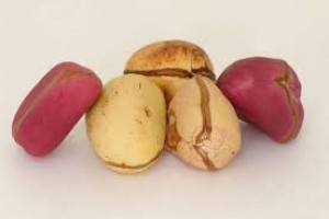 KOLA NUT from Nigeria